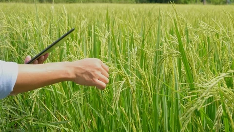 Asian thai farmer using laptop computer in the rice field. Stock Footage 118069756