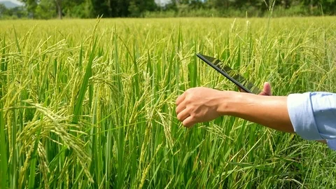 Asian thai farmer using laptop computer in the rice field. Stock Footage 118383841