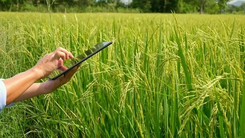 Asian thai farmer using laptop computer in the rice field. Stock Footage 118384418