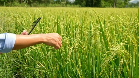 Asian thai farmer using laptop computer in the rice field. Stock Footage 118385082