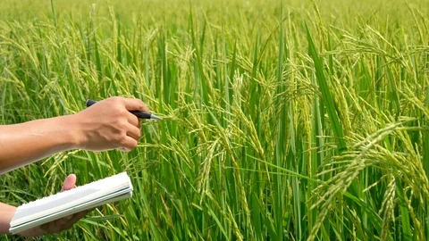 Asian thai farmer using notebook in the rice field. Stock Footage 118063055