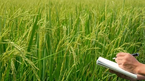 Asian thai farmer using notebook in the rice field. Stock Footage 118444599