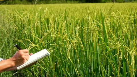 Asian thai farmer using notebook in the rice field. Stock Footage 118444725