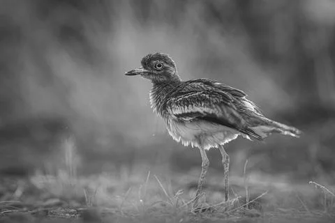 Asian Thick Knee Stock Photos