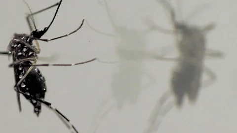 Asian tiger mosquito with reflection in the mirror Stock Footage 87249625