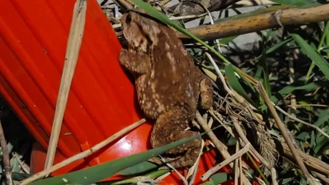Asian Toad Clinging to a Reflective Roadside Post at Night Stock Footage 340294139