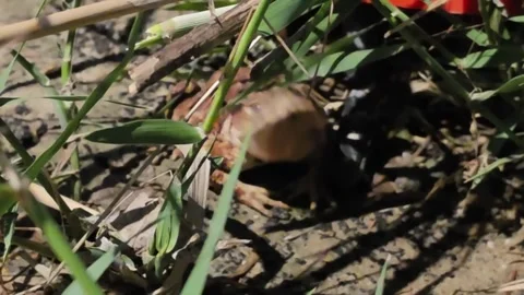 Asian Toad Displaying Natural Behavior at Night Stock Footage 340288397