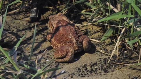 Asian Toad Moving Through Grass at Night Stock Footage 340282971
