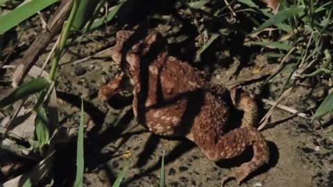 Asian Toad Moving Toward a Reflective Roadside Post at Night Stock Footage 340291395