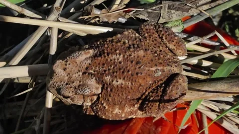 Asian Toad Resting on Fallen Grass at Night Stock Footage 340295129