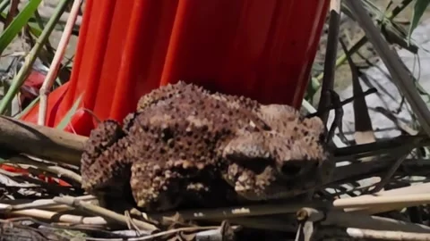 Asian Toad Settling on Fallen Grass at Night Stock Footage 340294724