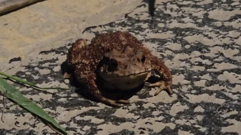Asian Toad Turning Toward Grass at Night Stock Footage 340295695