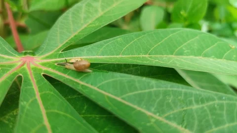 ASIAN TRAMPSNAIL Stock Footage 243596373
