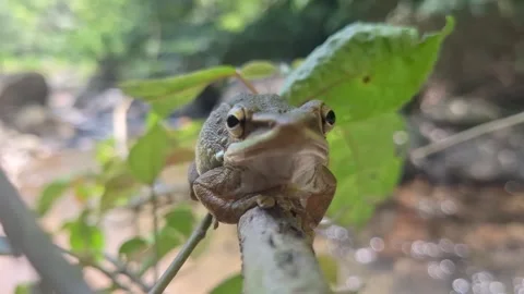 Asian Tree Frog Breathing on Tree Branch Above River – 4K Stock Footage 317947830