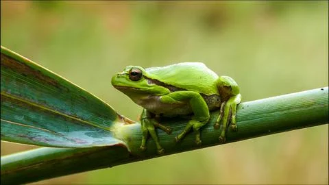 Asian tree frog Stock Photos