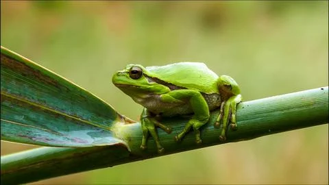 Asian tree frog Stock Photos