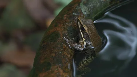 Asian Tree Frog Sitting on Edge of Water Pot Видео 334990744