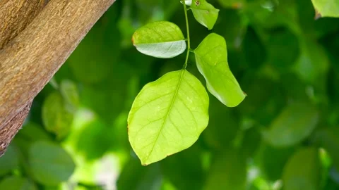 Asian Tree In Harsh Wind Close-Up Leaf Vein Stock Footage 262770742