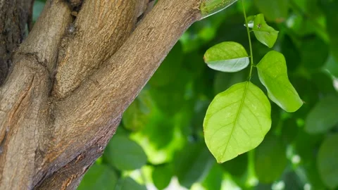 Asian Tree In Harsh Wind Close-Up Leaf Vein Stock Footage 262771817