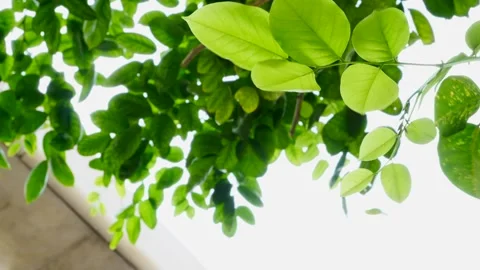 Asian Tree In Harsh Wind Close-Up Leaf Vein Stock Footage 262773773