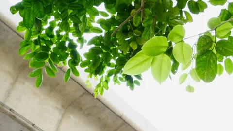 Asian Tree In Harsh Wind Close-Up Leaf Vein Stock Footage 262774022