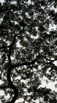 Asian twisting Trees Stock Photos