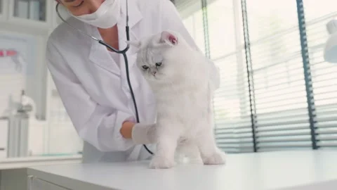 Asian veterinarian examine cat during appointment in veterinary clinic. Stock Footage 170871153