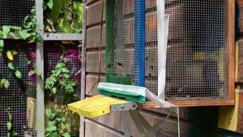 Asian wasp controls the entry of bees into the hive for their destruction 動画素材 144522601