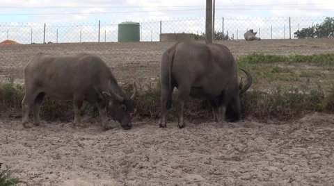 Asian Water Buffalo (Bubalus bubalis) Stock Footage 46807320