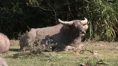 Asian Water Buffalo lying Stock Footage 72953294