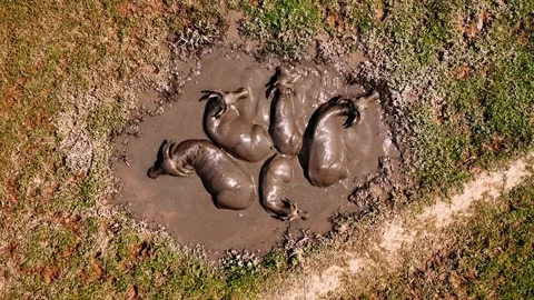 Asian water buffalo in a mud puddle cooling down in vietnam countryside, Ae.. Stock Footage 335083069