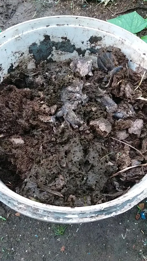 Asian Water Compost Creating Time 2023 Video stock 240304486