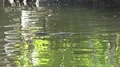 Asian water monitor Varanus salvator swimming in green lake water 4k or 4k+ Resolution