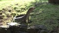 Asian water monitor Varanus salvator sitting close up on grass and jawn 4k or 4k+ Resolution