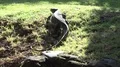 Asian water monitor Varanus salvator walking away on sunny grass hill 4k or 4k+ Resolution