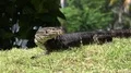 Asian water monitor Varanus salvator close up on green grass hill 4k or 4k+ Resolution