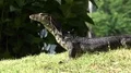 Asian water monitor Varanus salvator close up on green grass hill 4k or 4k+ Resolution