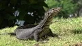 Asian water monitor (Varanus (salvator?)) close up on sunny green grass hill 4k or 4k+ Resolution