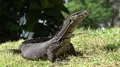 Asian water monitor (Varanus (salvator?)) close up on sunny green grass hill 4k or 4k+ Resolution
