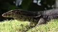 Asian water monitor Varanus salvator moving watching very close up 4k or 4k+ Resolution