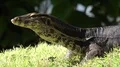 Asian water monitor Varanus salvator moving watching very close up 4k or 4k+ Resolution
