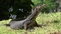 Asian water monitor (Varanus (salvator?)) close up moving sunny green grass hill 4k or 4k+ Resolution