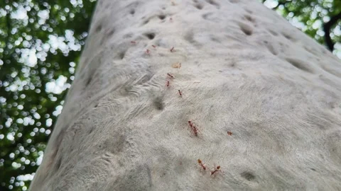 Asian Weaver Ants Climbing Smooth Tree Trunk Low Angle Upward Static Shot Stock Footage 340976401