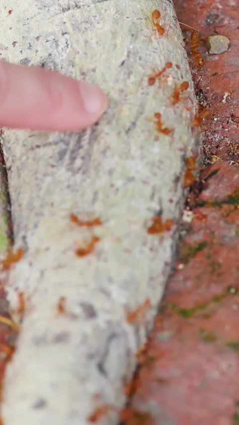 Asian Weaver Ants Crawling on Tree Root Near Human Finger Stock Footage 340134009