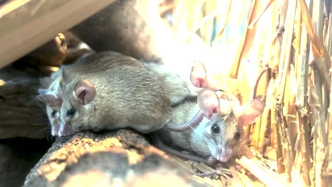 Asian weed mice Stock Footage 296027760