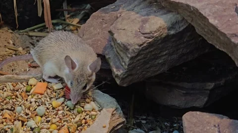 An asian weed mouse eating Stock Footage 296494471