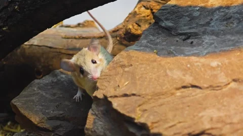 An asian weed mouse hiding Stock Footage 296028021