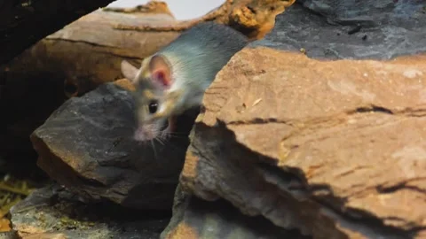 An asian wheat mouse searching  Stock Footage 295990996