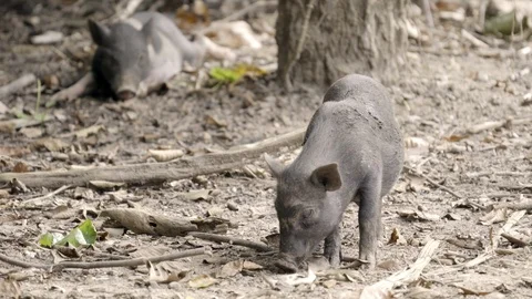 Asian wild boar Stock Footage 94258934