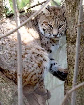 Asian wildcat in captivity - sitting in a tree Stock Photos